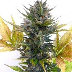 Jet 47 Auto - FLASH SEEDS | TanieSianie.pl