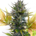 Jet 47 Auto - FLASH SEEDS