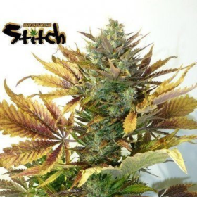 Purple Sirius Kush Auto - FLASH SEEDS | TanieSianie.pl