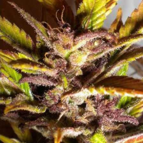 Purple Mazar Auto - FLASH SEEDS | TanieSianie.pl