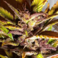 Purple Mazar Auto - FLASH SEEDS