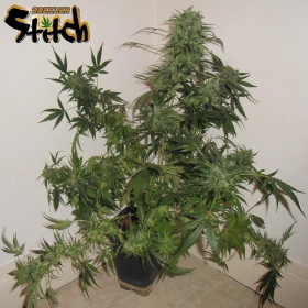 Russian Haze Auto - FLASH SEEDS | TanieSianie.pl