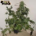 Russian Haze Auto - FLASH SEEDS