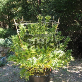 Spacer SuperAuto - FLASH SEEDS | TanieSianie.pl