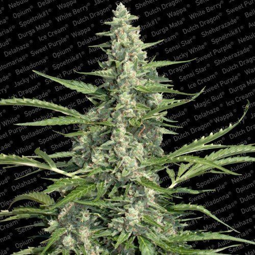 Pandora Auto - PARADISE SEEDS | TanieSianie.pl