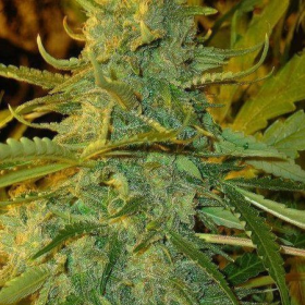 Nirvana Sky Auto - FLASH SEEDS | TanieSianie.pl