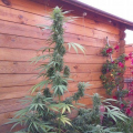 Missile 33 SuperAuto - FLASH SEEDS