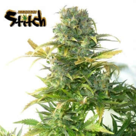 Stardust Auto - FLASH SEEDS | TanieSianie.pl