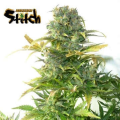 Stardust Auto - FLASH SEEDS