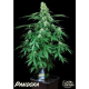 Pandora Auto - PARADISE SEEDS | TanieSianie.pl