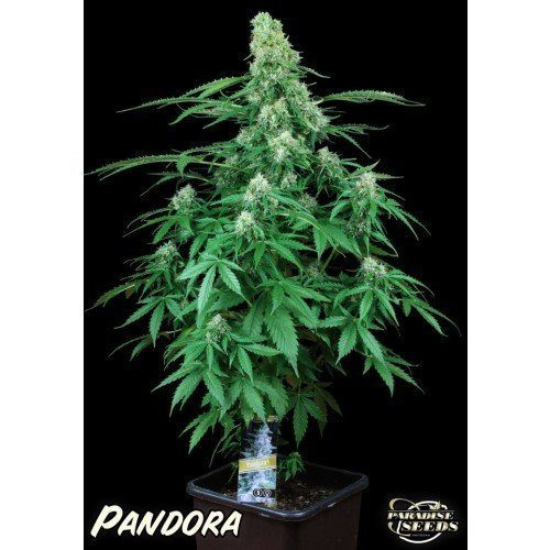 Pandora Auto - PARADISE SEEDS | TanieSianie.pl