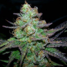 Candy Kush Express (Fast Version) | TanieSianie.pl