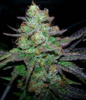 Candy Kush Express (Fast Version) | TanieSianie.pl