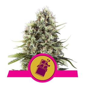 Chocolate Haze - ROYAL QUEEN SEEDS | TanieSianie.pl