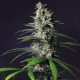 Chocolate Haze - ROYAL QUEEN SEEDS | TanieSianie.pl