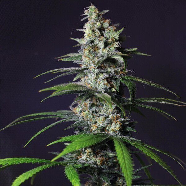 Chocolate Haze - ROYAL QUEEN SEEDS | TanieSianie.pl