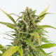 Haze Autoflowering CBD - DINAFEM | TanieSianie.pl