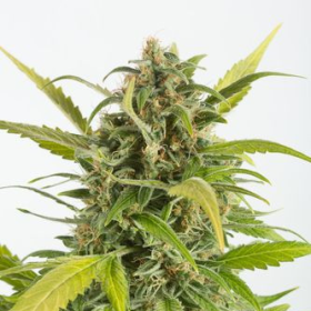 Haze Autoflowering CBD - DINAFEM | TanieSianie.pl