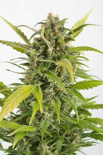 Haze Autoflowering CBD - DINAFEM | TanieSianie.pl