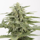Industrial Plant Autoflowering CBD - DINAFEM | TanieSianie.pl