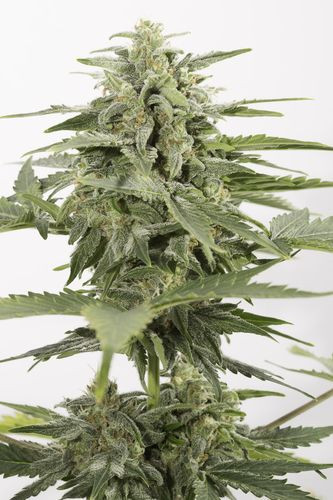 Industrial Plant Autoflowering CBD - DINAFEM | TanieSianie.pl