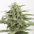 Industrial Plant Autoflowering CBD - DINAFEM