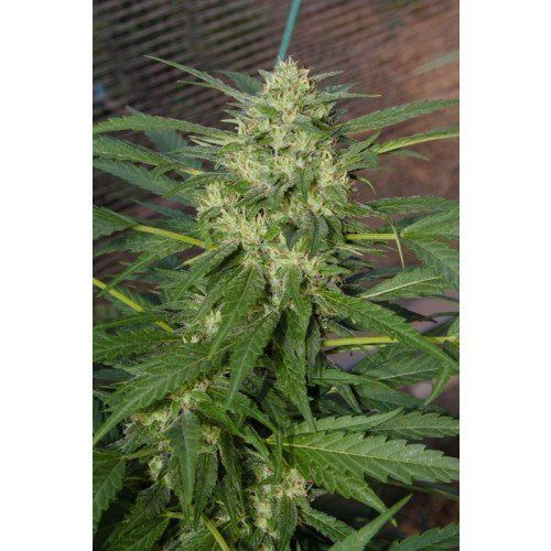 Pandora Auto - PARADISE SEEDS | TanieSianie.pl