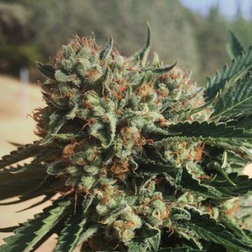 Sapphire OG - HUMBOLDT SEED | TanieSianie.pl
