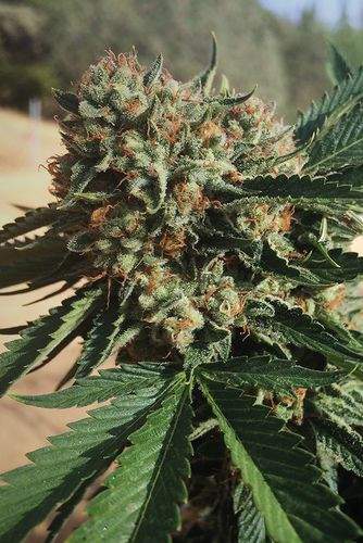 Sapphire OG - HUMBOLDT SEED | TanieSianie.pl
