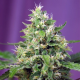 Blow Mind Auto - SWEET SEEDS | TanieSianie.pl