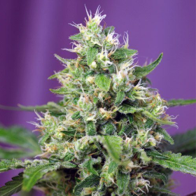 Blow Mind Auto - SWEET SEEDS | TanieSianie.pl