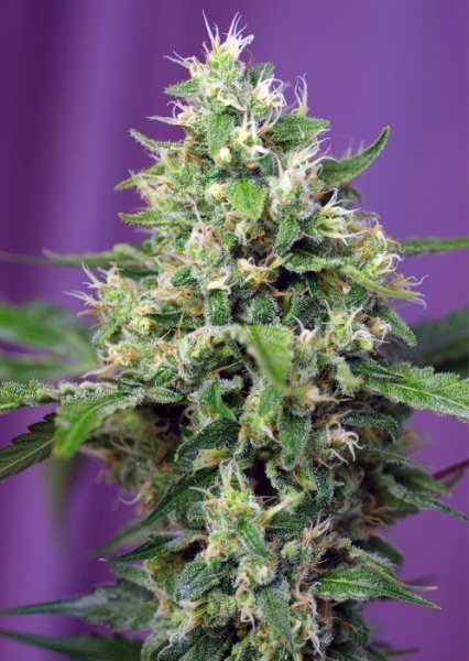Blow Mind Auto - SWEET SEEDS | TanieSianie.pl