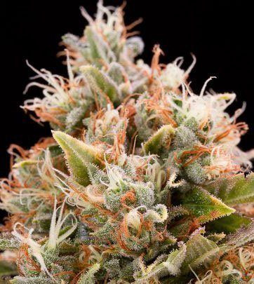 Blue Dream Auto | TanieSianie.pl