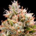 Blue Dream Auto