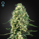Super Silver Haze CBD - GREEN HOUSE SEEDS | TanieSianie.pl
