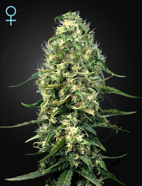 Super Silver Haze CBD - GREEN HOUSE SEEDS | TanieSianie.pl
