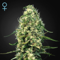 Super Silver Haze CBD - GREEN HOUSE SEEDS