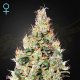 Exodus Cheese Auto CBD - GREEN HOUSE SEEDS | TanieSianie.pl