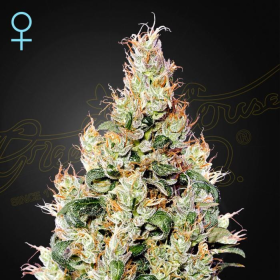 Exodus Cheese Auto CBD - GREEN HOUSE SEEDS | TanieSianie.pl