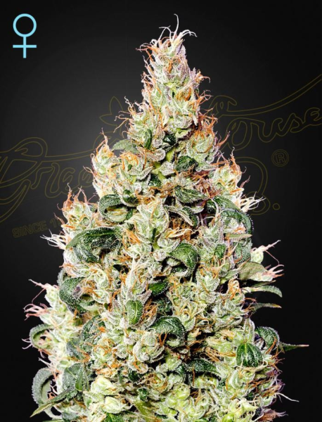 Exodus Cheese Auto CBD - GREEN HOUSE SEEDS | TanieSianie.pl