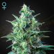White Widow Auto CBD - GREEN HOUSE SEEDS | TanieSianie.pl