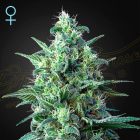 White Widow Auto CBD - GREEN HOUSE SEEDS | TanieSianie.pl