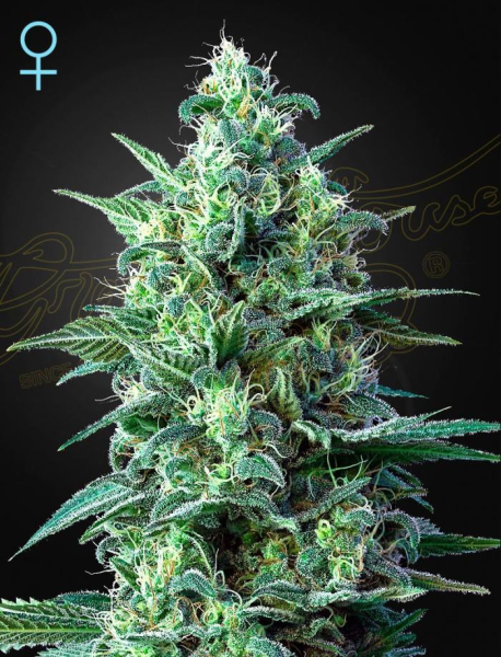 White Widow Auto CBD - GREEN HOUSE SEEDS | TanieSianie.pl