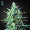 White Widow Auto CBD - GREEN HOUSE SEEDS