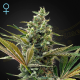 Super Lemon Haze Auto CBD - GREEN HOUSE SEEDS | TanieSianie.pl