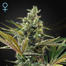 Super Lemon Haze Auto CBD - GREEN HOUSE SEEDS | TanieSianie.pl