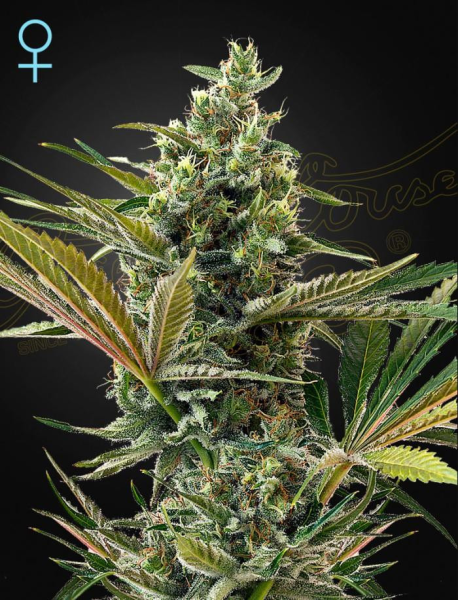 Super Lemon Haze Auto CBD - GREEN HOUSE SEEDS | TanieSianie.pl