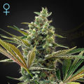 Super Lemon Haze Auto CBD - GREEN HOUSE SEEDS