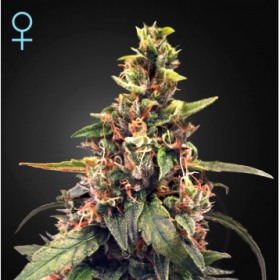 Great White Shark CBD - GREEN HOUSE SEEDS | TanieSianie.pl