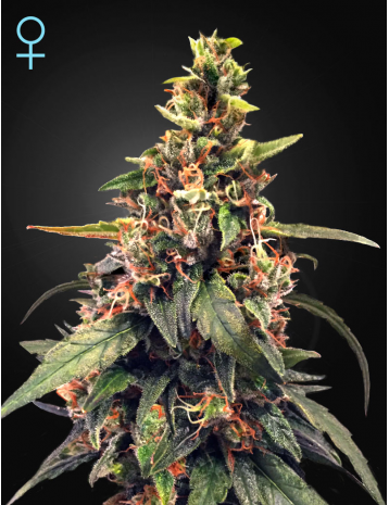 Great White Shark CBD - GREEN HOUSE SEEDS | TanieSianie.pl